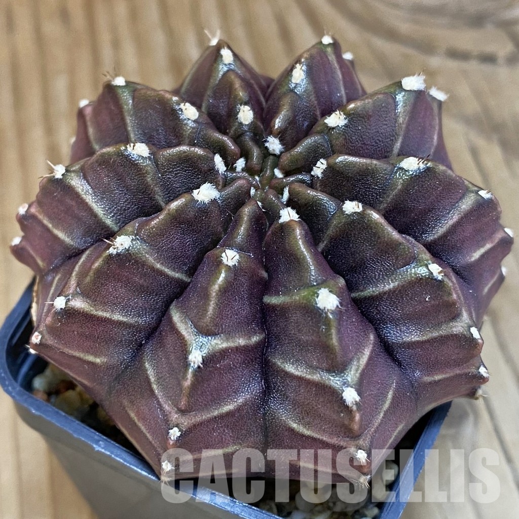 SH3560 Gymnocalycium mihanovichii ‘Nana’ x ‘Day Dream’, seedling