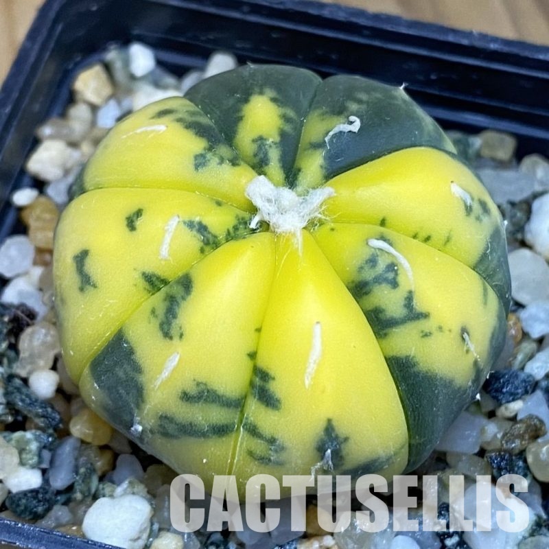 SH14771 Astrophytum asterias f. variegata