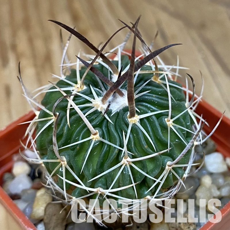 SH14066 Echinofossulocactus sp. CB 011075