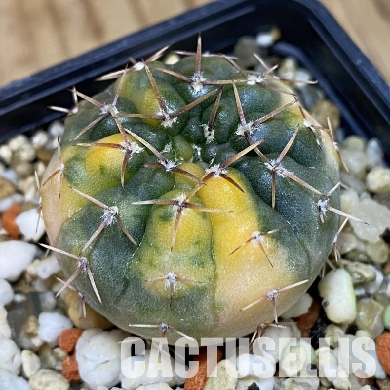 SH14558 Gymnocalycium stellatum f. variegata, seedling