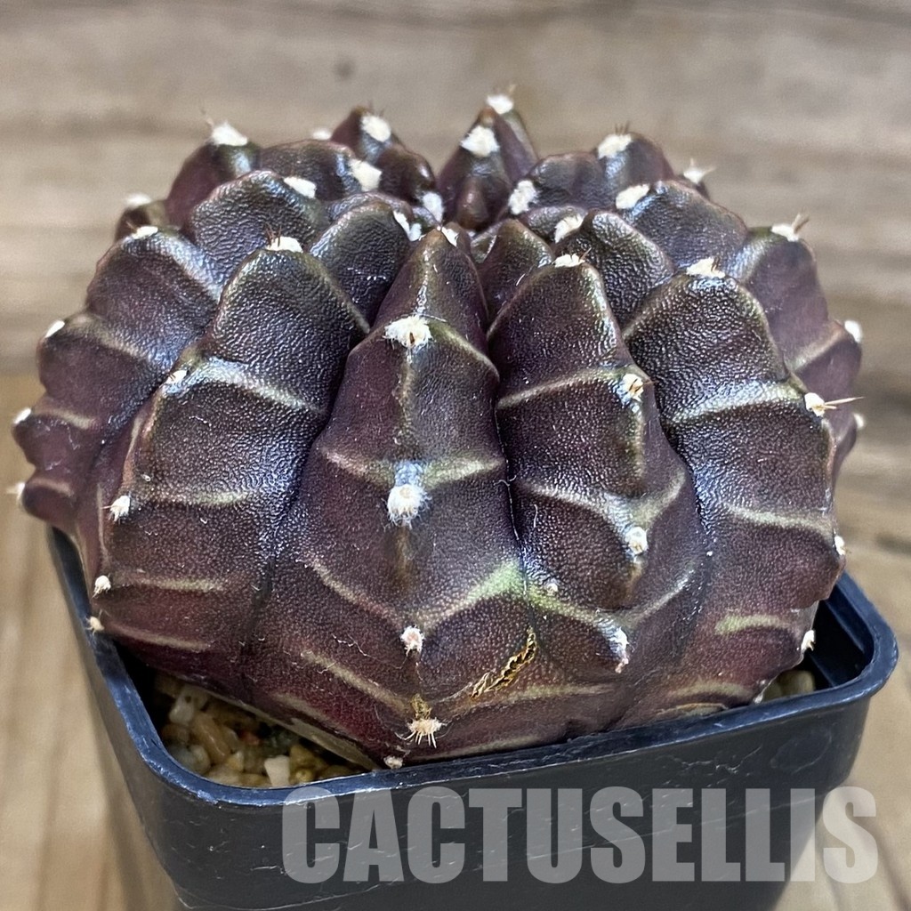 SH3560 Gymnocalycium mihanovichii ‘Nana’ x ‘Day Dream’, seedling - Image 3