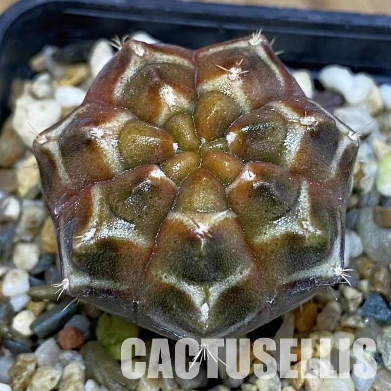 SH14780 Gymnocalycium mihanovichii ‘Day Dream’, seedling