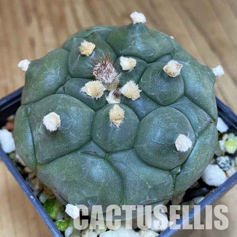 SH15245 Astrophytum asterias ‘Kikko’