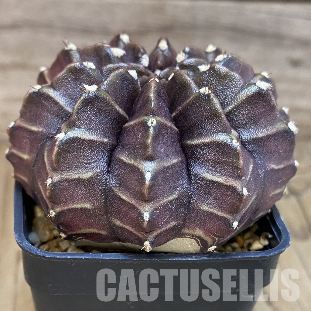 SH3560 Gymnocalycium mihanovichii ‘Nana’ x ‘Day Dream’, seedling - Image 2