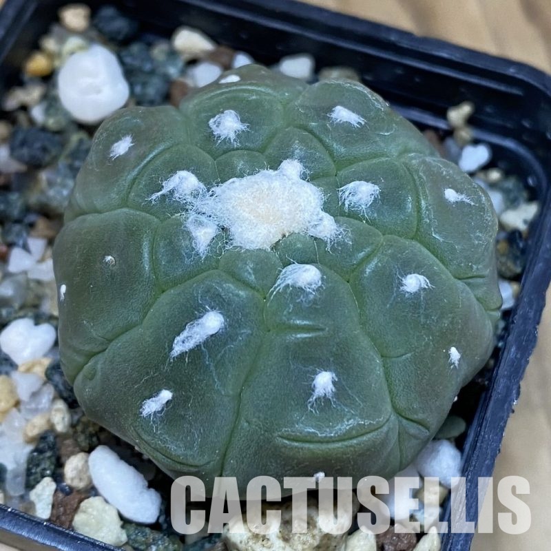 SH20477 Astrophytum asterias ‘Kikko Lizard Skin’