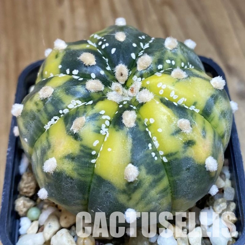 SH20978 Astrophytum asterias f. variegata