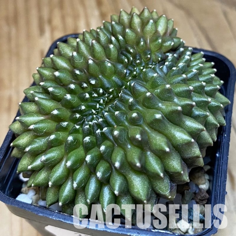 SH21037 Gymnocalycium mihanovichii ‘inermis’ f. cristata