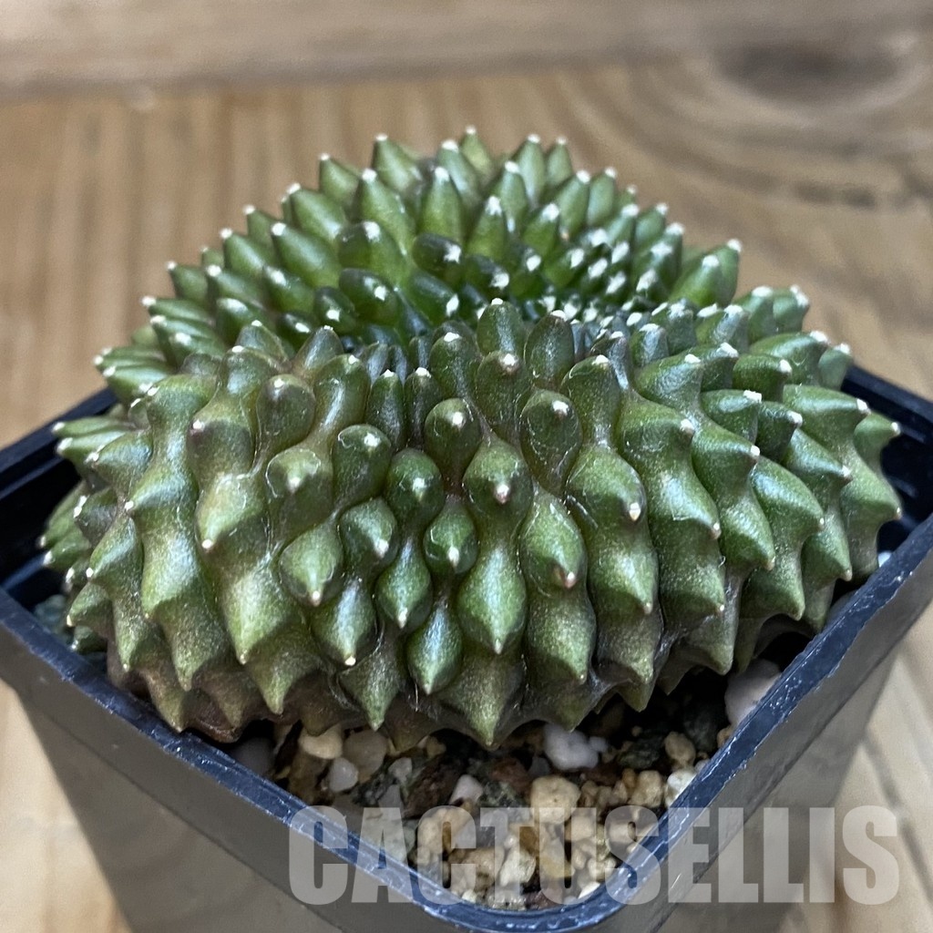 SH21037 Gymnocalycium mihanovichii ‘inermis’ f. cristata - Зображення 2