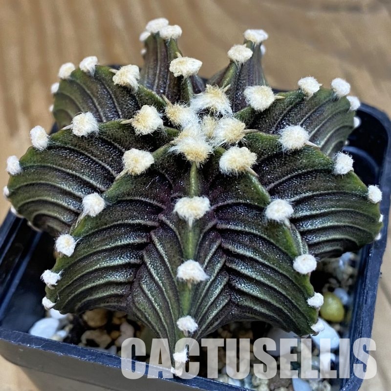 SH21950 Gymnocalycium friedrichii VOS1241