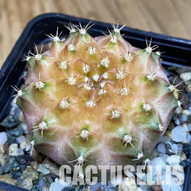 SH20959 Gymnocalycium mihanovichii ‘Neon’