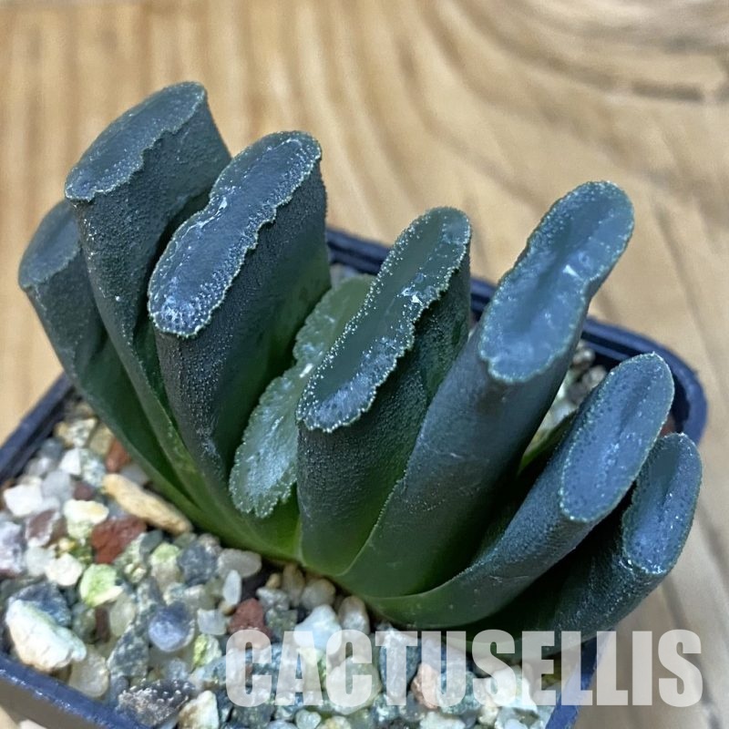 SH28811 Haworthia truncata