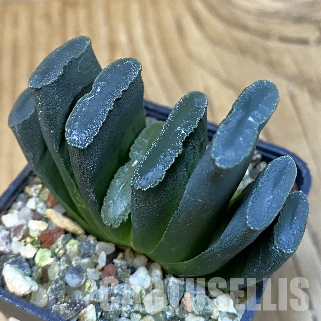 SH28811 Haworthia truncata