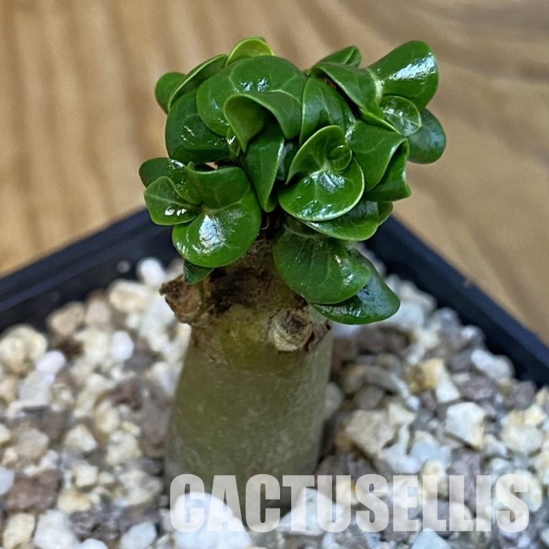 SH28852 Adenium arabicum DHA