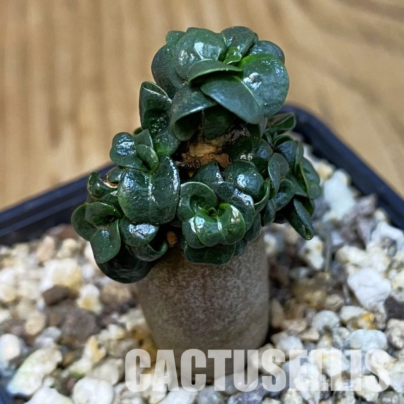 SH28853 Adenium arabicum DHA