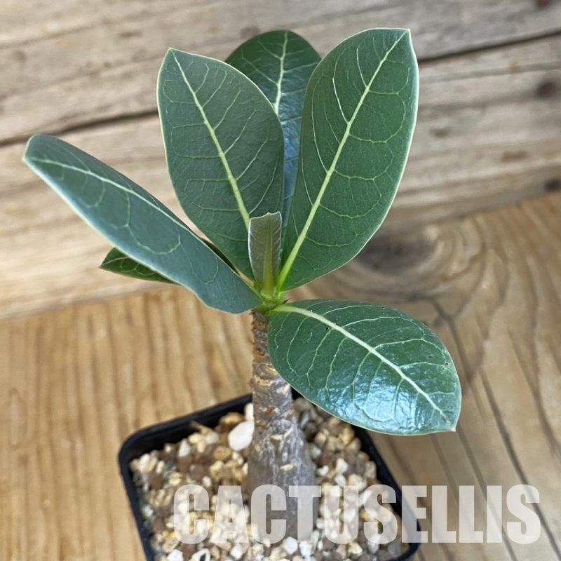 SH28854 Adenium arabicum ‘Black Body’