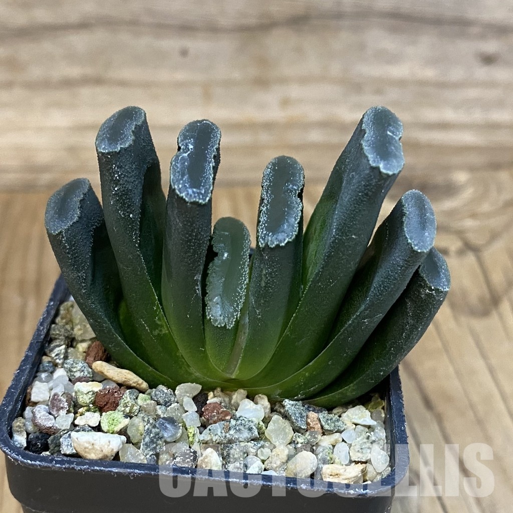SH28811 Haworthia truncata - Image 2