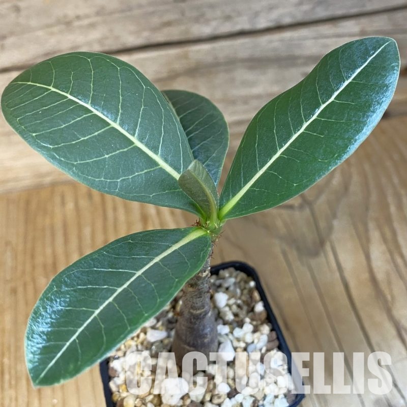 SH28855 Adenium arabicum ‘Black Body’