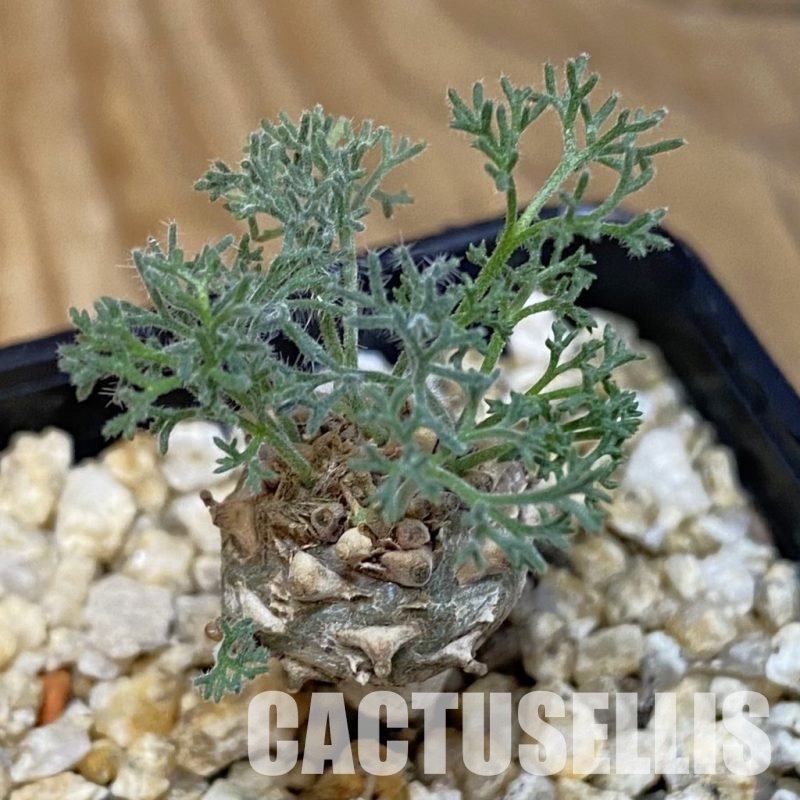 SH28856 Sarcocaulon peniculinum