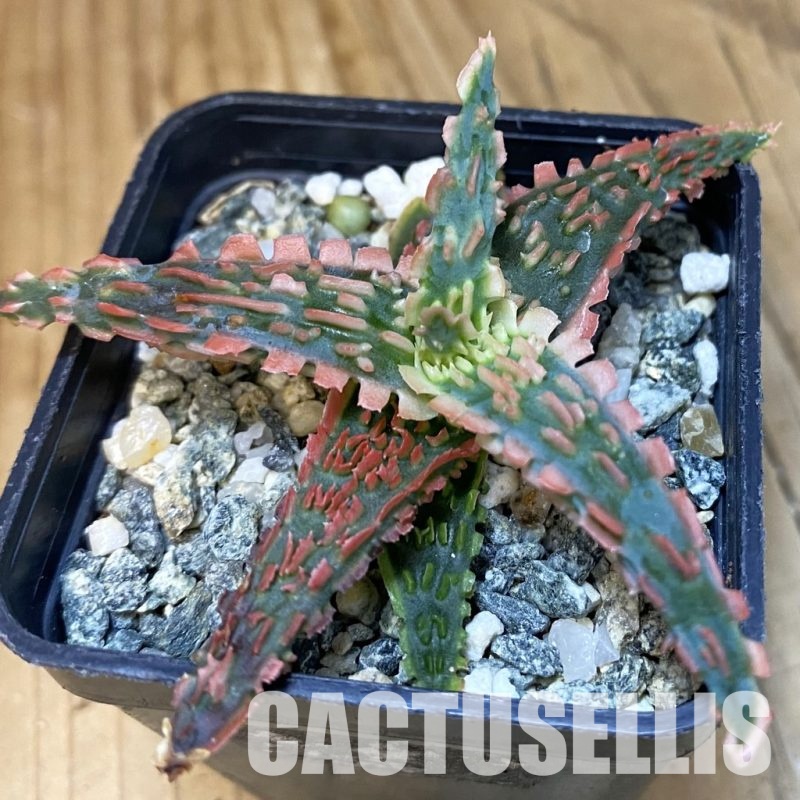 SH28857 Aloe TCT hybrid