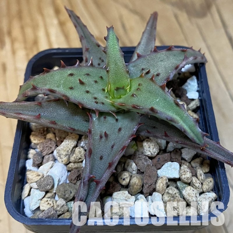 SH28858 Aloe castilloniae hybrid
