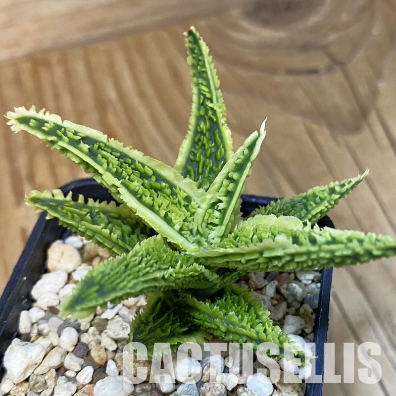SH28859 Aloe TCT hybrid