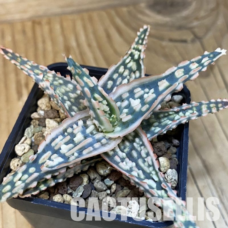 SH28860 Aloe TCT hybrid