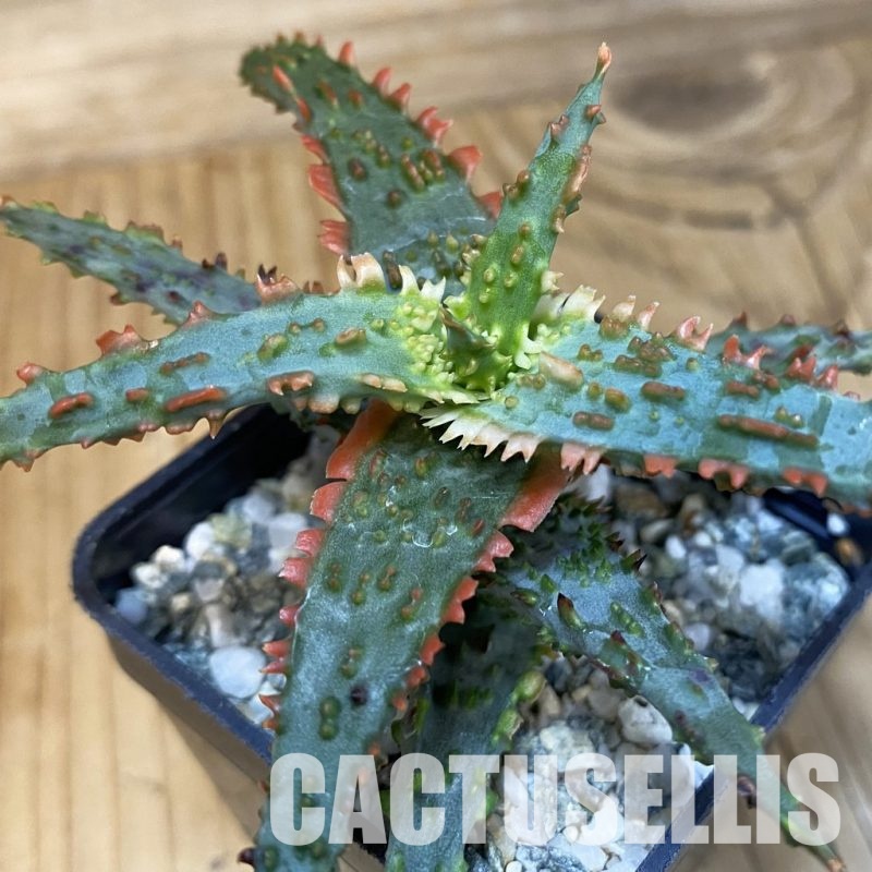 SH28861 Aloe TCT hybrid