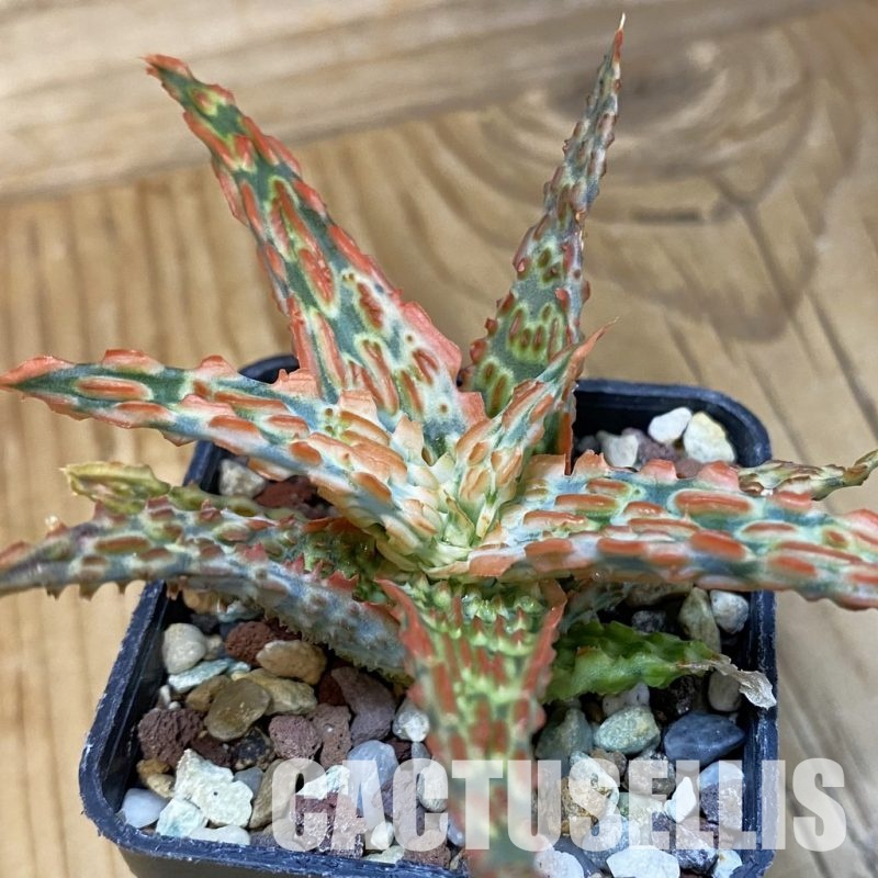 SH28862 Aloe TCT hybrid
