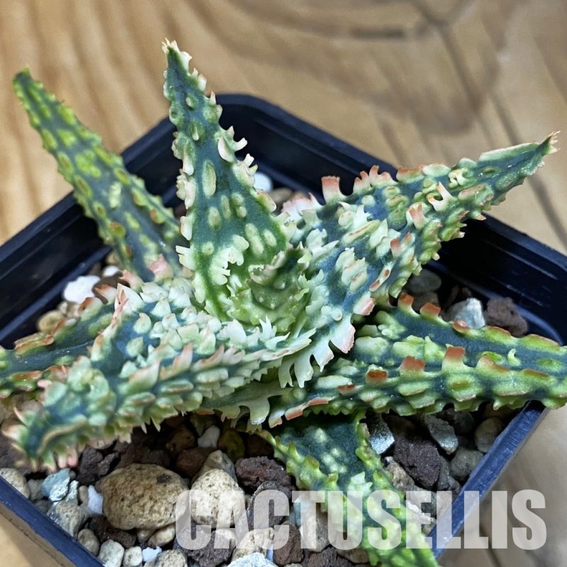 SH28863 Aloe TCT hybrid