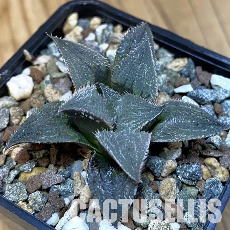 SH28864 Haworthia mirabilis v. pilosa