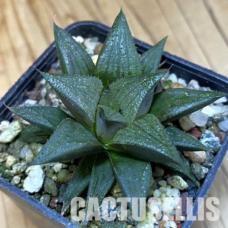 SH28812 Haworthia atrofusca hybrid SY-298.1
