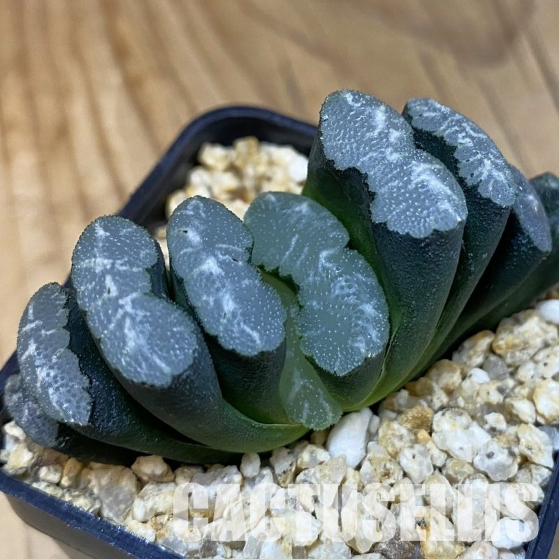 SH28866 Haworthia truncata -Japan-