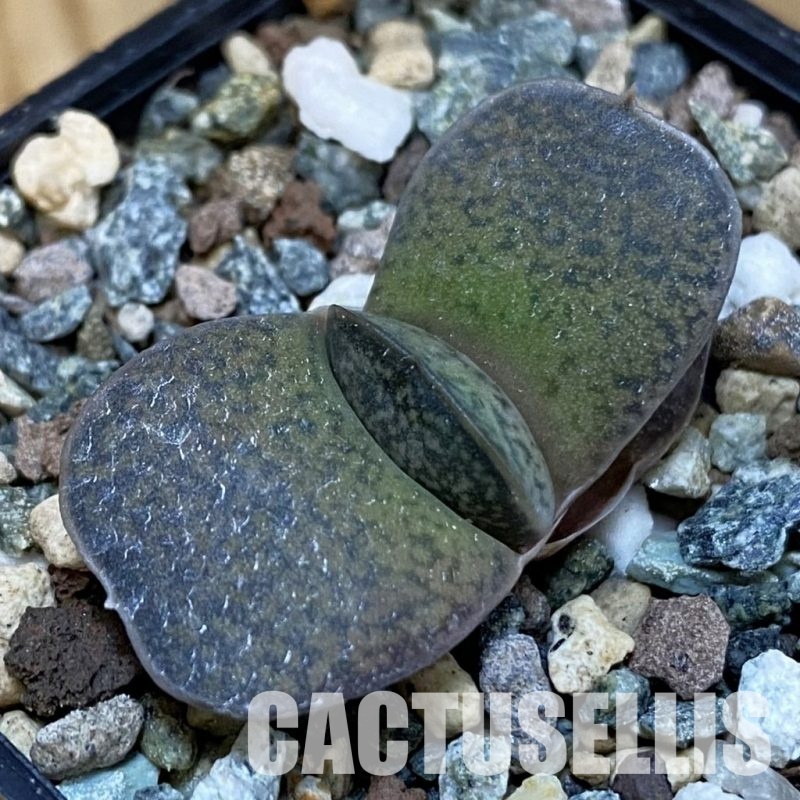 SH28869 Gasteria brachyphylla v. bayeri