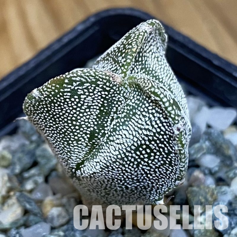 SH28871 Astrophytum myriostigma v. tricostatum