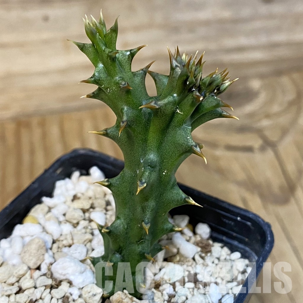 SH28872 Edithcolea grandis