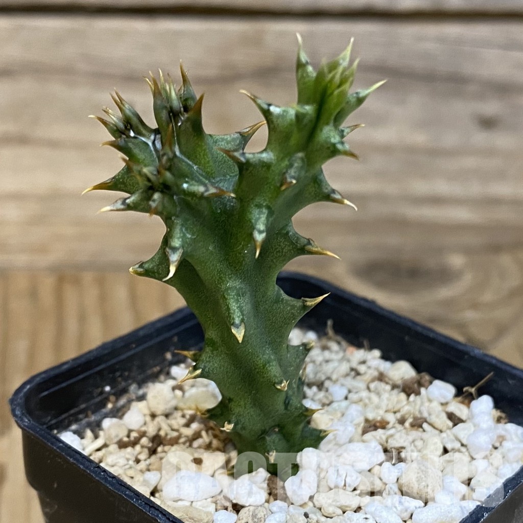 SH28872 Edithcolea grandis - Image 2