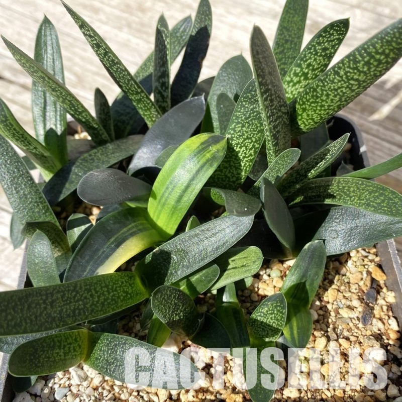 SH28873 Gasteria mix