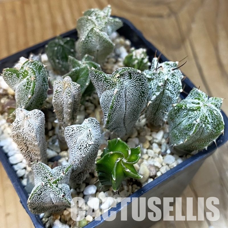 SH28874 Astrophytum myriostigma mix
