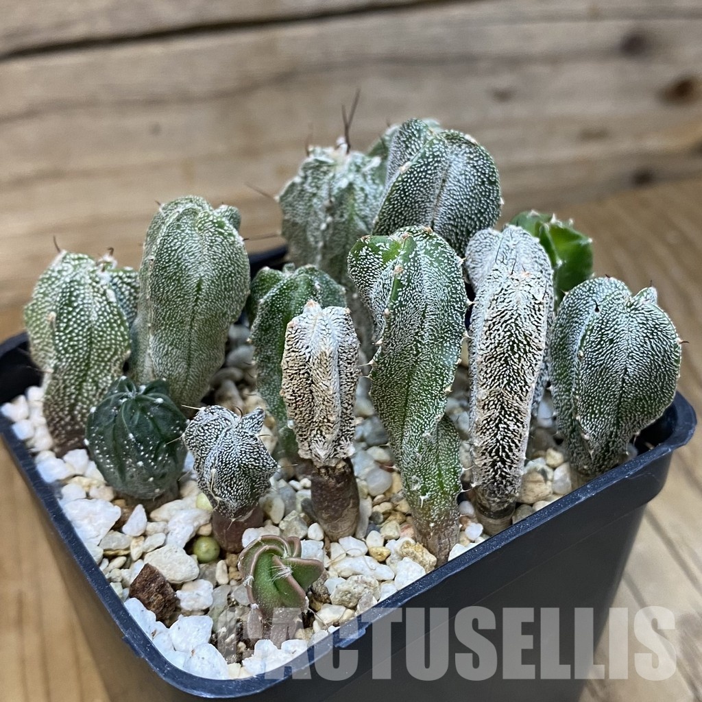 SH28874 Astrophytum myriostigma mix - Image 2