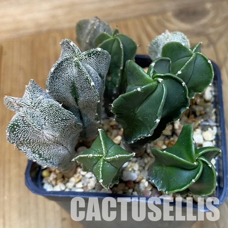 SH28875 Astrophytum myriostigma mix