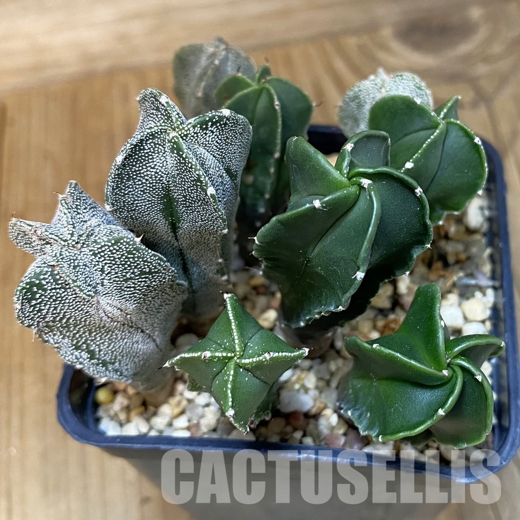SH28875 Astrophytum myriostigma mix