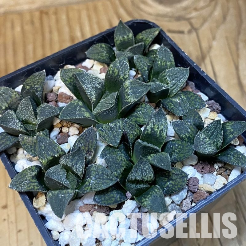 SH28876 Haworthia 'Painted Glass' HRX-2 x 'Pink Lady'