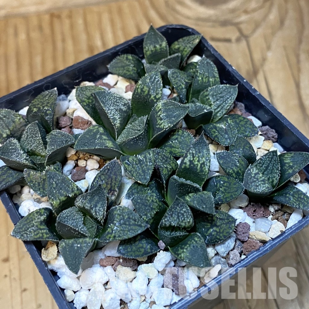 SH28876 Haworthia 'Painted Glass' HRX-2 x 'Pink Lady'