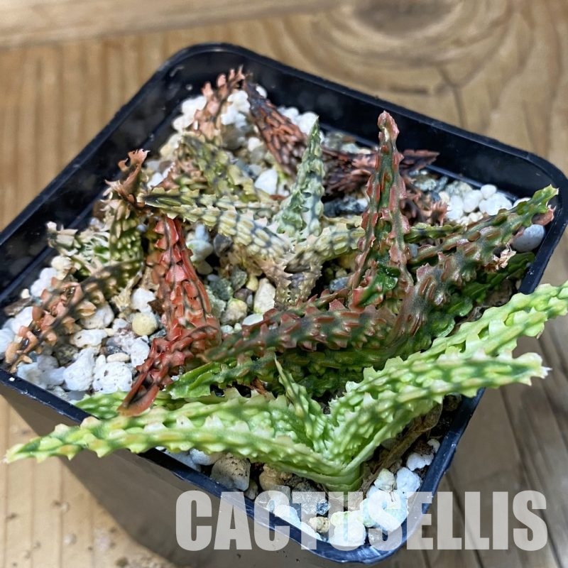 SH28877 Aloe TCT hybrid mix