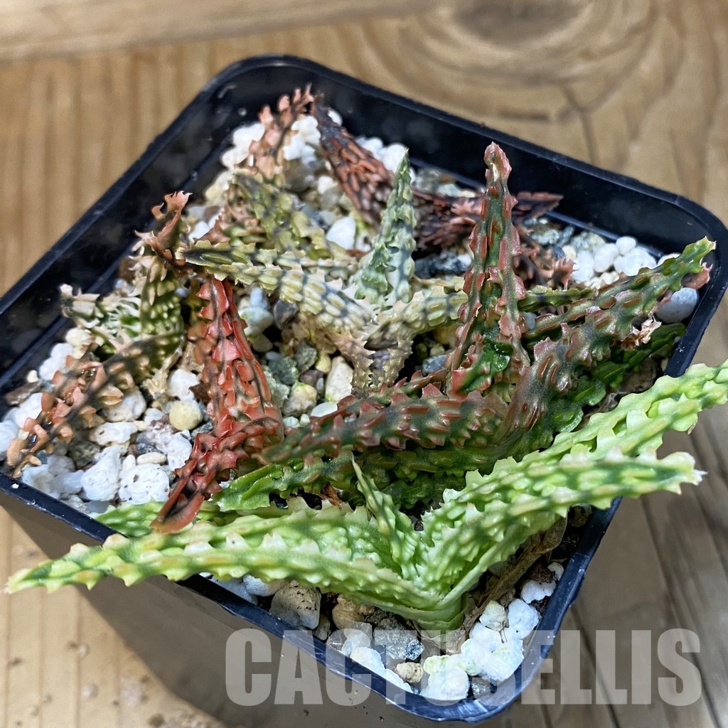 SH28877 Aloe TCT hybrid mix