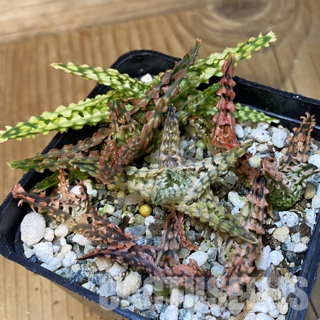 SH28877 Aloe TCT hybrid mix - Image 2