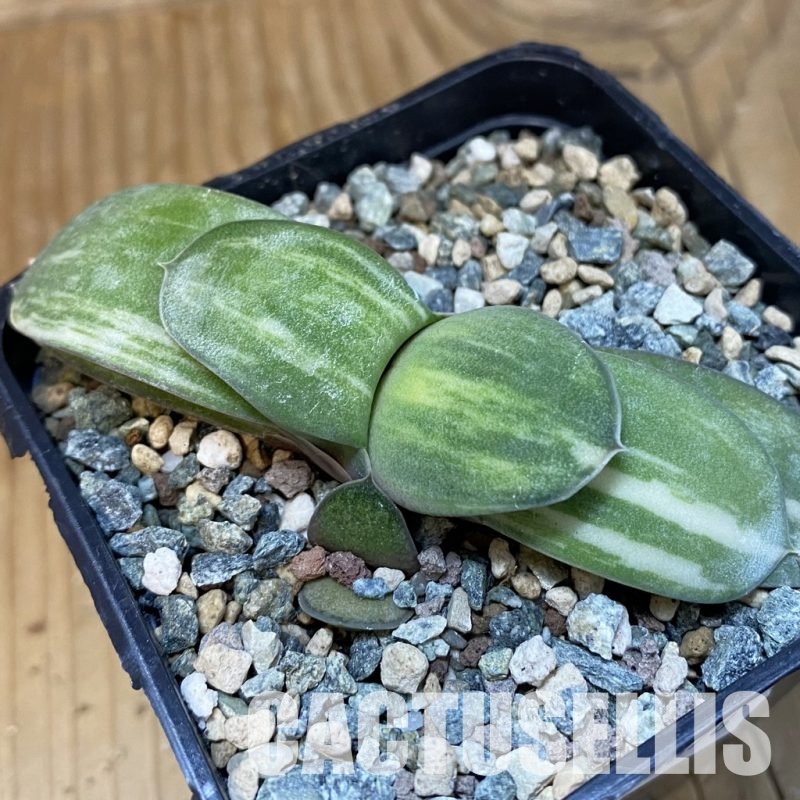 SH28878 Gasteria glomerata f. variegata hybrid