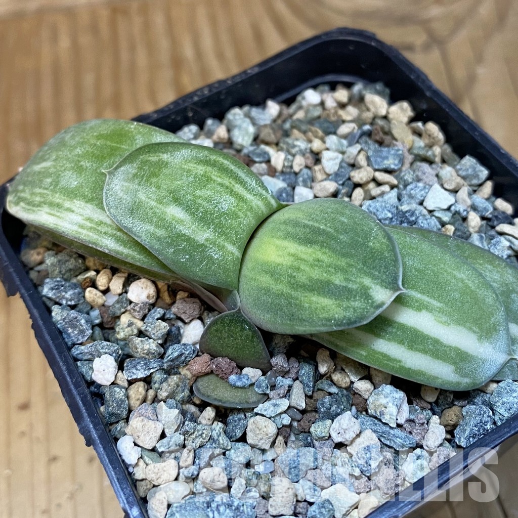 SH28878 Gasteria glomerata f. variegata hybrid