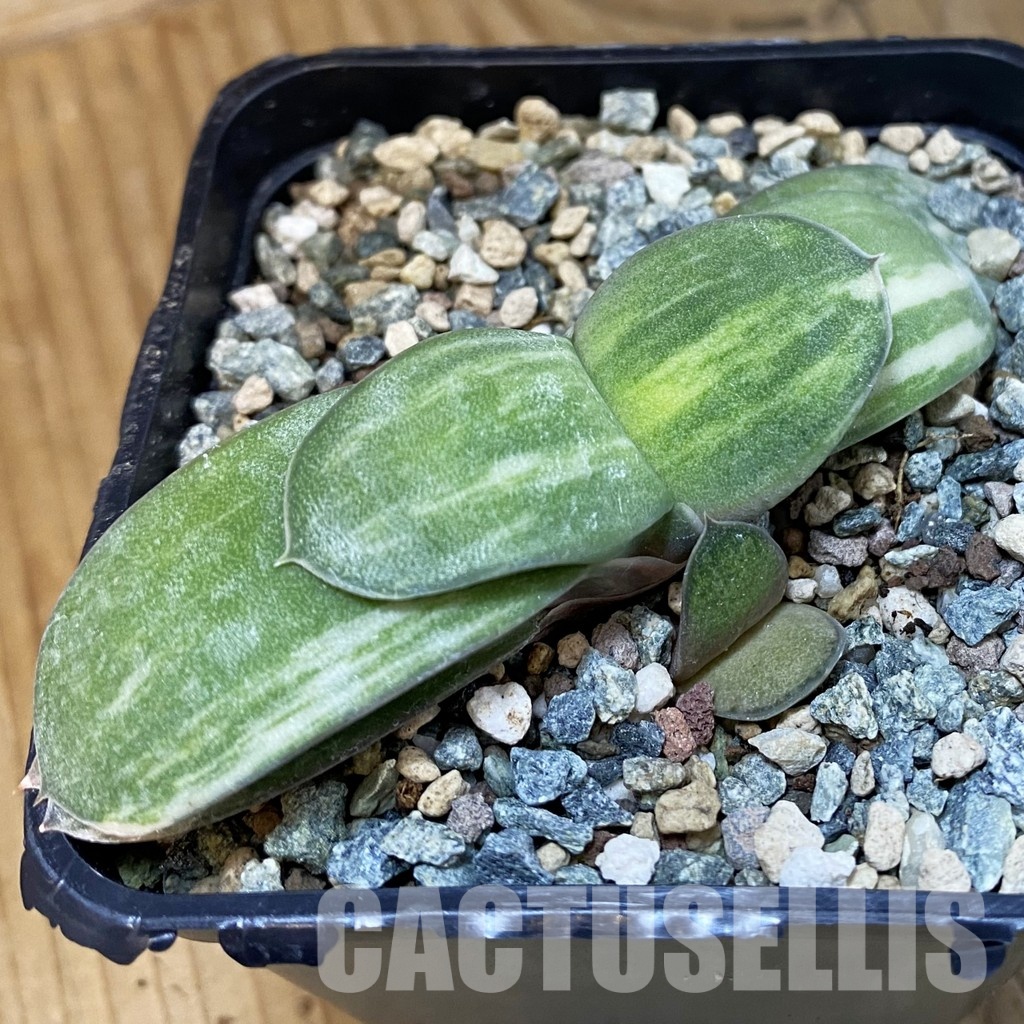 SH28878 Gasteria glomerata f. variegata hybrid - Image 2