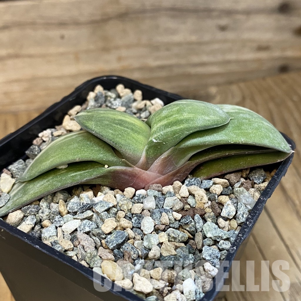 SH28878 Gasteria glomerata f. variegata hybrid - Image 3